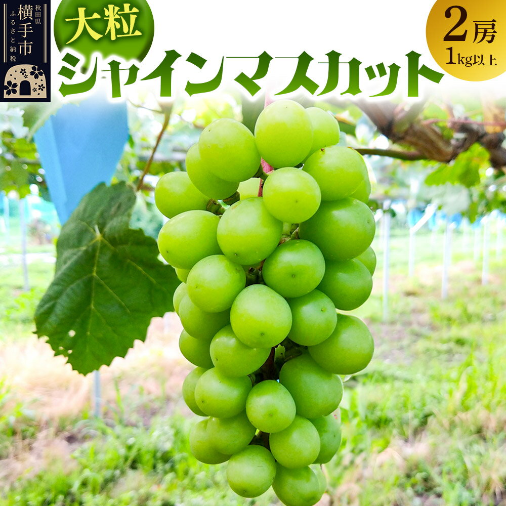 【ふるさと納税】【先行受付】11月上旬より発送 大粒シャインマスカット2房（1kg以上）