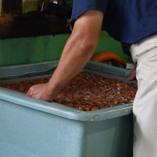  【贈答用】紀州南高梅 こんぶ風味梅干 1000g 化粧箱入 【US23】