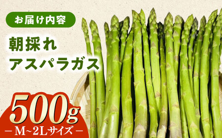 朝採れ アスパラガス 500g 《対馬市》【農家くんのアスパラファーム】 冷蔵 アスパラ とれたて 新鮮 野菜 産地直送[WCT003]