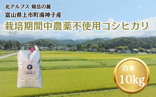 
            【令和7年産】栽培期間中農薬不使用 上市町湯神子産コシヒカリ（白米）10kg　 [ソムリエH 富山県 上市町 32280238-r6-03] 　お米 コメ ご飯 ごはん 玄米ご飯 玄米ごはん こしひかり
          