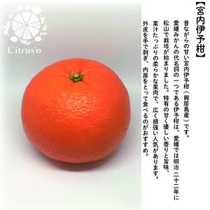 【2026年2月上旬から発送】宮内伊予柑とせとか 2種の柑橘食べ比べセット 4.5kg | せとか セトカ みかん 柑橘 みかん フルーツ みかん 食べ比べ ミカン みかん 蜜柑 柑橘 果物 くだもの