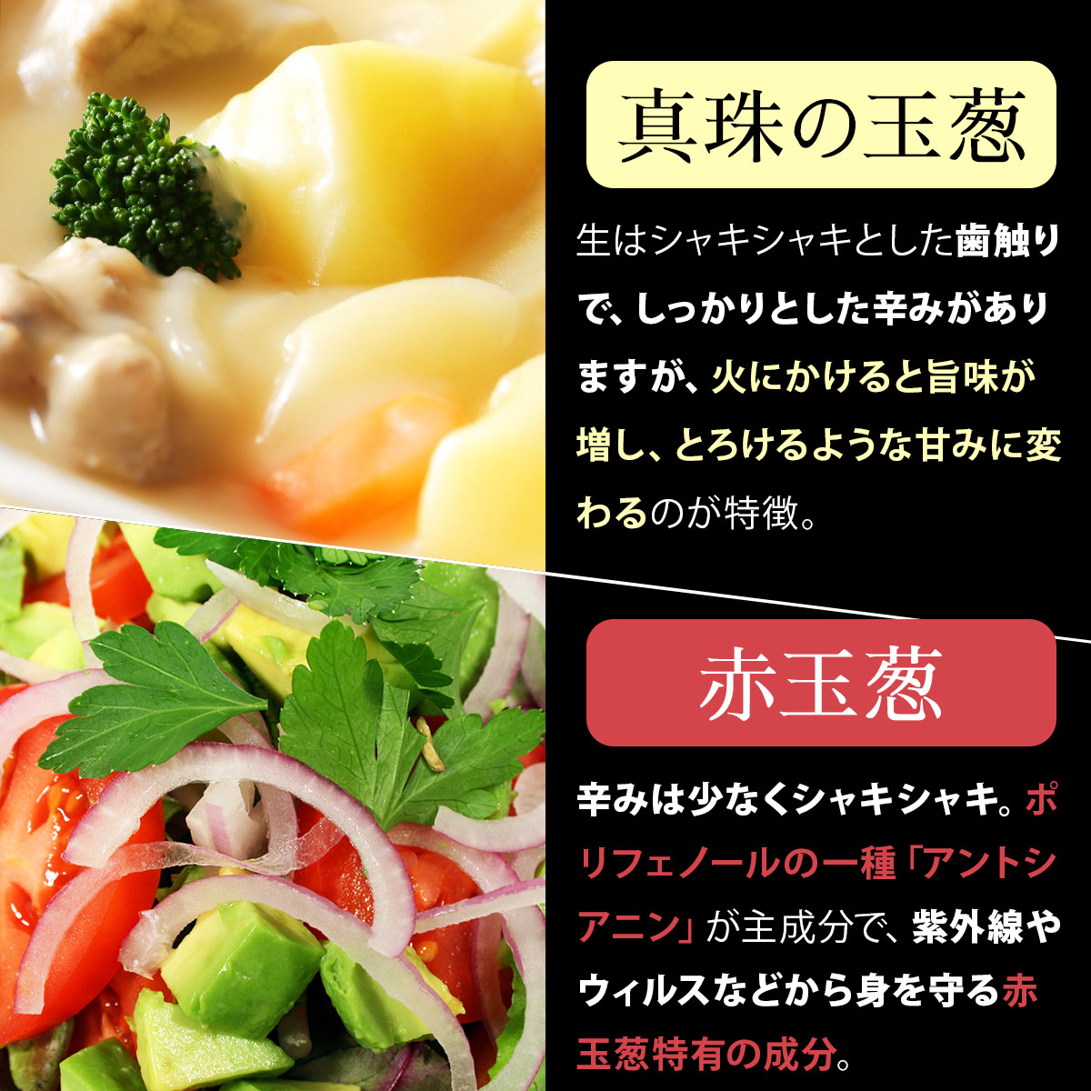 真珠の玉葱 特別栽培Lサイズ5kg(赤玉葱5個入り)≪海のミネラルで育てた特別栽培玉葱≫【50108】202412