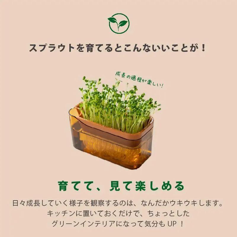 【アイボリー】ベジマジそだてる スプラウト栽培容器 種付き 水耕栽培 おしゃれ 家庭菜園