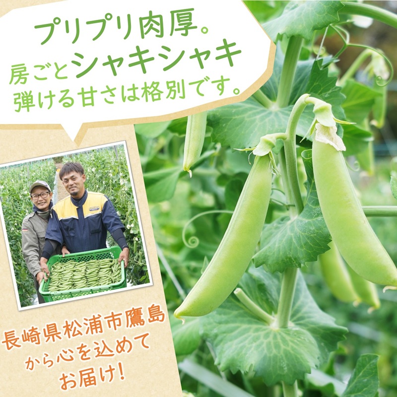訳あり大容量！みずみずしさ弾ける!鷹島のスナップエンドウ 1.5kg ( 訳アリ えんどう エンドウ 豆 旬の野菜 野菜 新鮮 朝摘み )【B0-194】