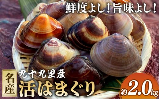 活はまぐり約2.0kg 九十九里産 国産 はまぐり 活はまぐり 貝類 貝 魚貝類 無添加 魚介 海の幸 海鮮 海産物 鍋 バーベキュー BBQ お吸い物 産地直送 ご馳走 蛤 贈答 ギフト プレゼント 贈答 記念日 お祝い 送料無料 千葉県 旭 飯岡ヤマイチ水産-大納屋- メディア 千葉県 旭市