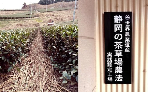 掛川の小さな茶農家直送 農業遺産茶草場実践工場 深蒸し掛川茶「うぐいす」 200g×2【配送不可地域：離島・沖縄県】【1674940】