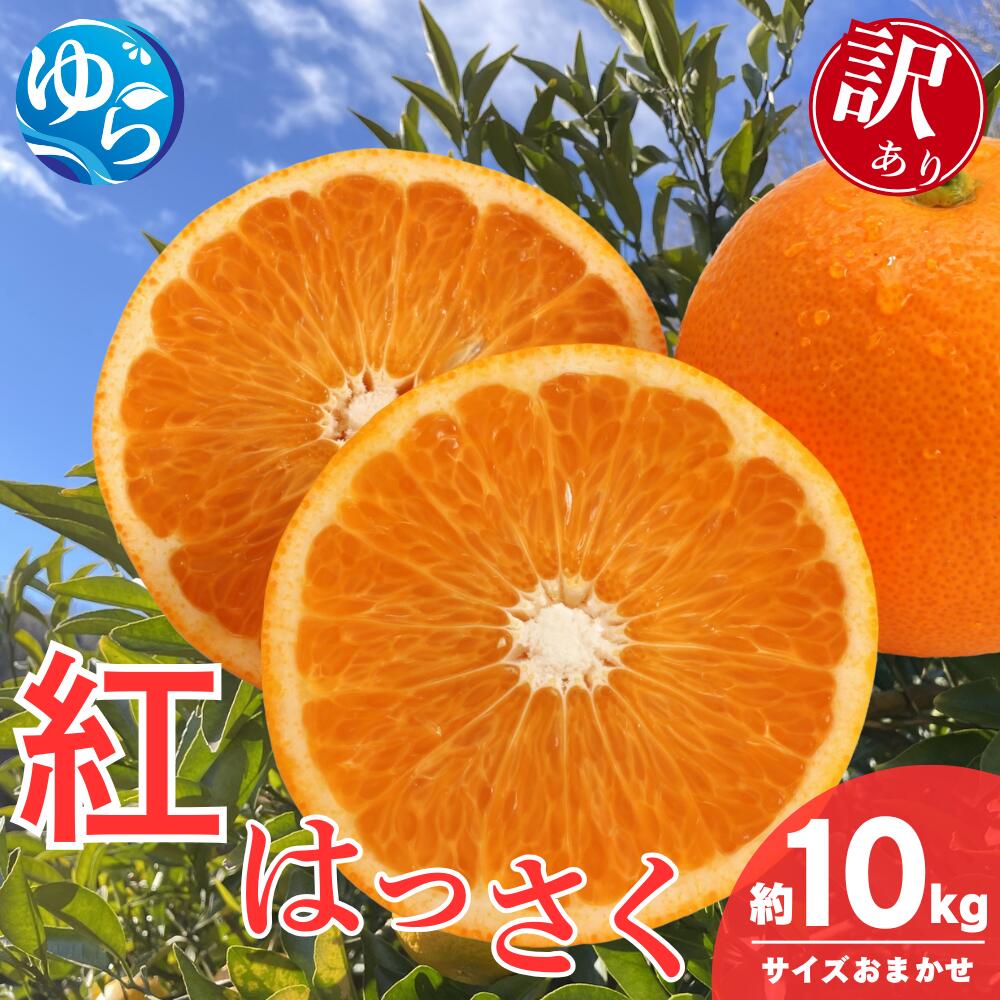 【ふるさと納税】＼来シーズン先行予約／【訳あり】和歌山県産 紅はっさく（サイズおまかせ）約10kg【2026年2月中旬～順次発送予定】※北海道・沖縄・離島配送不可 / 八朔 ハッサク 柑橘 由良町 柑橘 果物 フルーツ くだもの 産地直送 和歌山