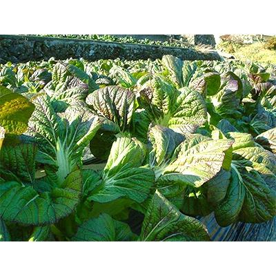 ふるさと納税 新宮市 【さとふるで郷土料理体験】和歌山県新宮市　めはり漬セット |  | 02