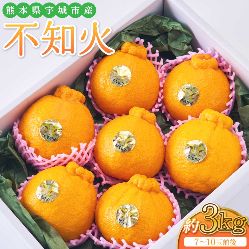 【ふるさと納税】先行予約 不知火 約3kg (7玉〜10玉前後) 【2026年2月下旬から2026年4月上旬発送予定】しらぬい 柑橘類 みかん 蜜柑 九州産 熊本県産 宇城市産 国産 株式会社坂下園