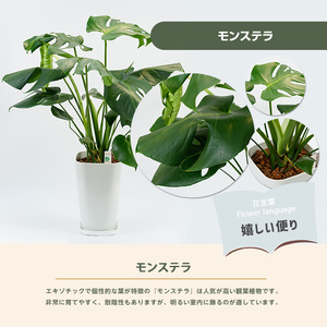 モンステラ70cm～90cm 緑の中道 IB067-001 観葉植物 観葉植物 ※北海道・沖縄・離島配送不可