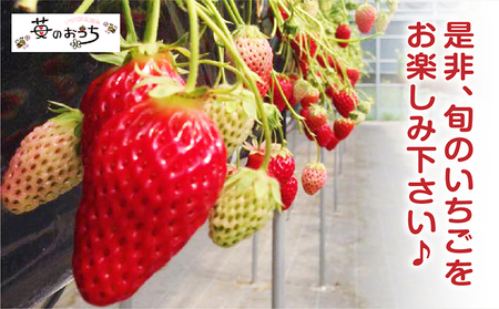 4種類のいちごが50分食べ放題！！いちご狩り体験（OPEN～3月末）【大人2名】 苺 いちご狩り 苺狩り 体験 あきひめ 紅ほっぺ ゆめのか よつぼし トッピング 持込可能 練乳 クレープ 子連れ 観