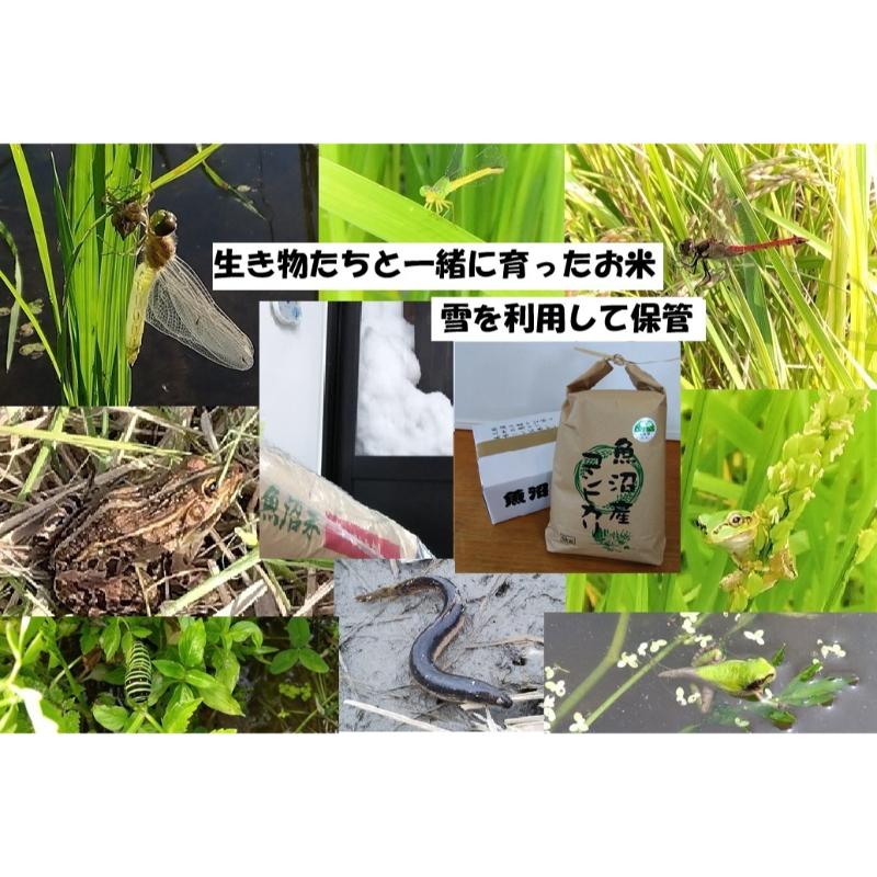 【ふるさと納税】【魚沼ブランド】精米5kg 3ヶ月連続お届け【農薬化学肥料栽培期間中不使用・生態系保全・再生可能エネルギー・エコファーマー・生産工程管理】魚沼産コシヒカリ