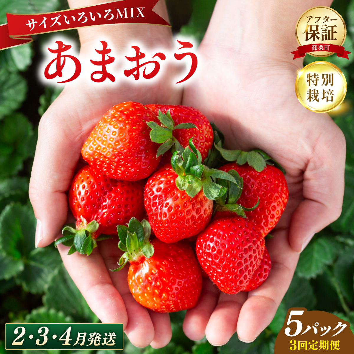 いちご 福岡県産 特別栽培 あまおう サイズいろいろMIX 約1250～1350g（約250～270g×5パック）【3回定期便（2～4月発送）】| 農園直送 アフター保証 先行予約 福岡産 送料無料 ケーキ ギフト お祝い 限定 季節限定 UN027