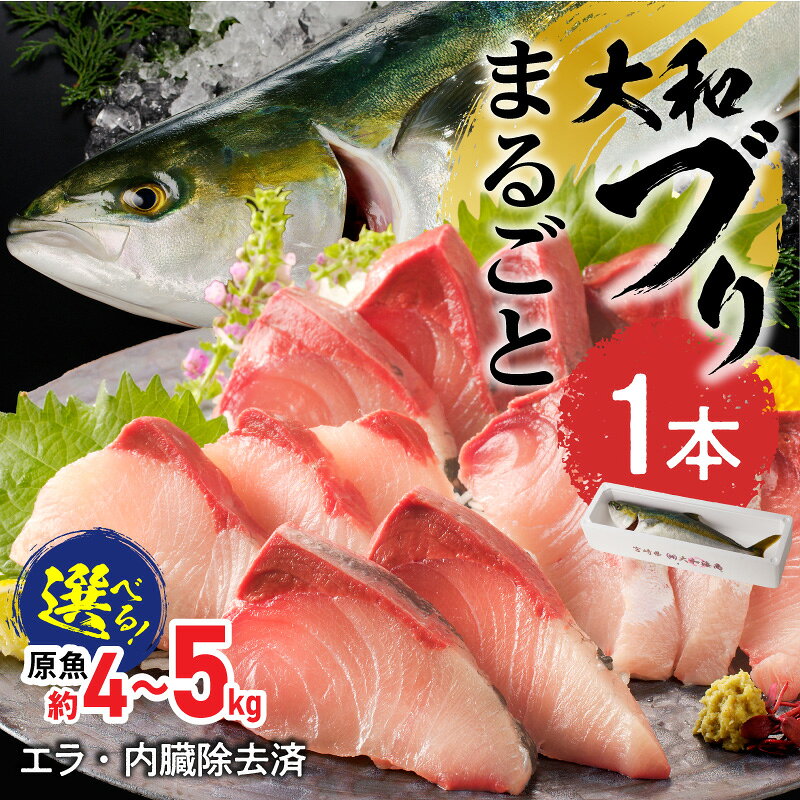 【ふるさと納税】まるごと一本 大和ブリ 原魚 選べる 内容量 約 4kg 5kg 内臓処理済み しっかりとした肉厚 弾力 臭み 少ない ぶり 刺身 ぶりしゃぶ 煮物 旬 国産 魚 海鮮 産地直送 大和海商 お取り寄せ 宮崎県 延岡市 送料無料