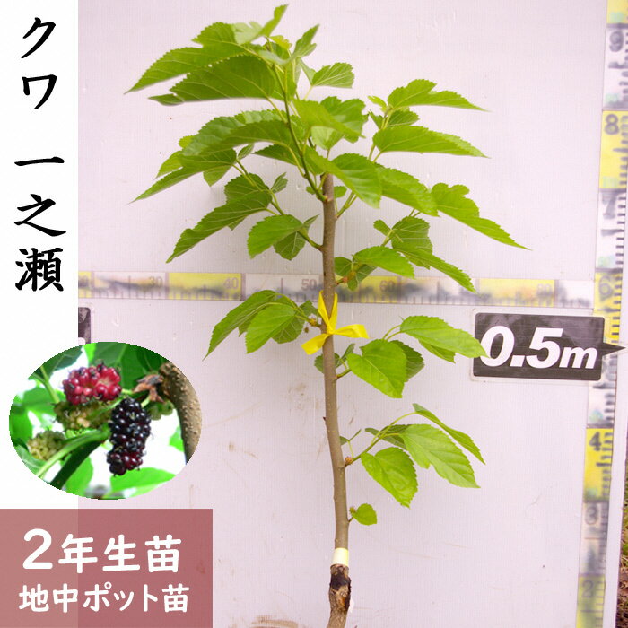 【ふるさと納税】＜すだ農園＞2年生苗 ◆ クワ(桑)一之瀬[地中ポット苗 2024年] 《果樹 果樹苗 落葉樹 苗木 くわ》 ※北海道・沖縄・離島への発送不可 ※2025年12月上旬～2026年5月下旬頃に順次発送予定