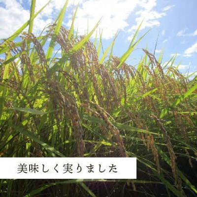 ふるさと納税 浜田市 【令和7年産】《10月より順次発送》浜田市金城町産こしひかり　5kg×2袋 |  | 02