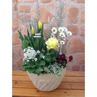ふるさと納税 藤枝市 季節のおまかせテラコッタ容器　寄せ植え