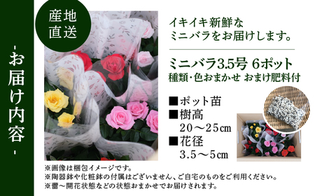 花 ミニバラ 6鉢詰め合わせ [11月～4月 お届け] 品種おまかせ 花 セントラルローズ mt1547