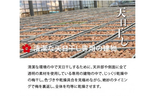 V7017_しそかつお梅干し500g 紀州南高梅うめぼし和歌山産(化