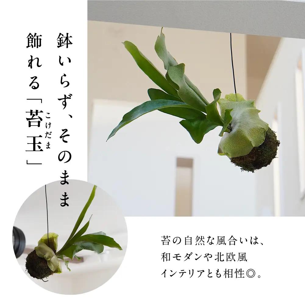 コウモリラン（ビカクシダ） 苔玉 インテリア 緑 グリーン 植物 簡単 初心者 かわいい 自然 おしゃれ 送料無料 Green Walk グリーンウォーク 愛知県 豊橋市