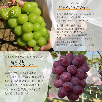 ふるさと納税 真庭市 【発送月固定定期便】2026年先行/藤稔・ピオーネ・シャインマスカット・紫苑　1房便  岡山産全4回 |  | 02