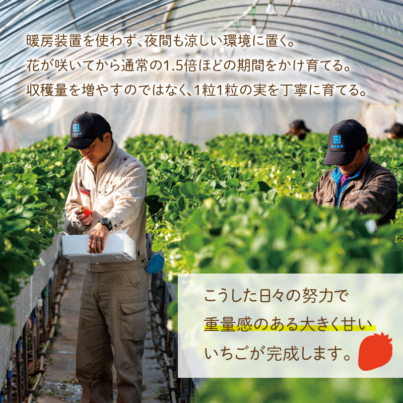 三重県玉城産 いちご 「章姫」12粒入り