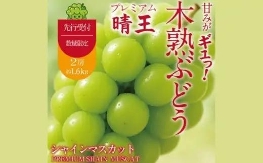 最高峰プレミアム 木熟ぶどう ハレノシャイン シャインマスカット 晴王 2房 合計約1.6kg以上 赤秀品以上 岡山県船穂産 果物 くだもの 果実 フルーツ 果汁 ぶどう 葡萄 ブドウ マスカット 皮ごと 岡山県産 冷蔵 【 2026年9月上旬～10月下旬発送予定 】