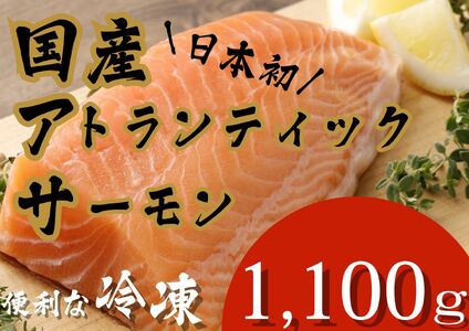 E27【3月28日(金)発送】日本初！今話題の国産アトランティックサーモン「FUJI ATLANTIC SALMON」【冷凍】1,100ｇ｜鮭 サーモン アトランティックサーモン 国産サーモン