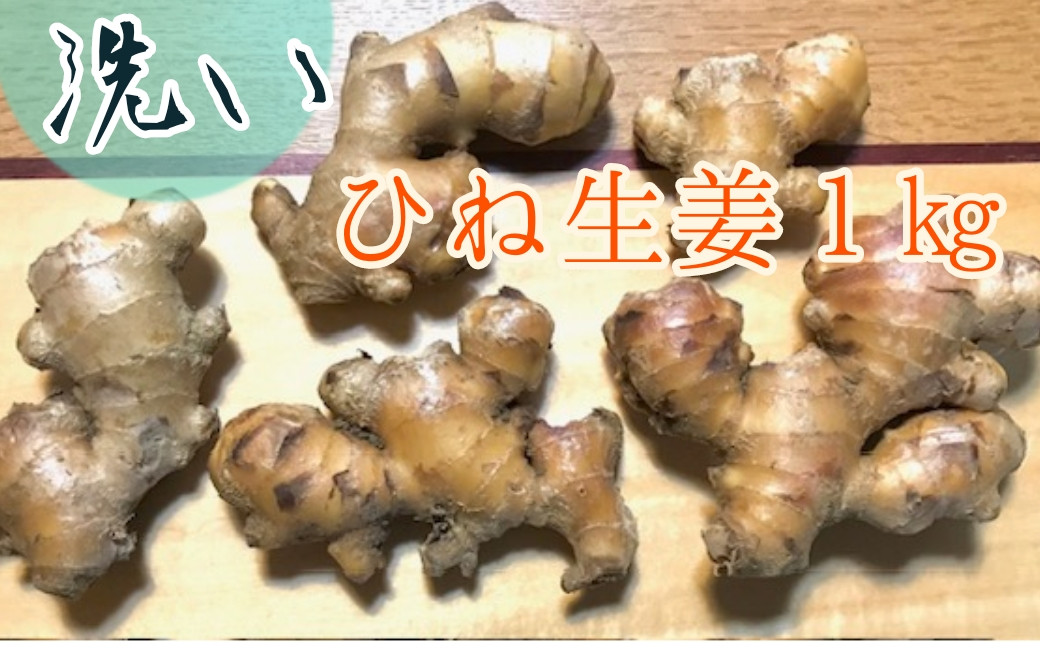 
自然農 ひね生姜１kg（洗いショウガ）親生姜 皮まで食べられる 甘酢漬け ガリ 農薬肥料不使用【R00249】
