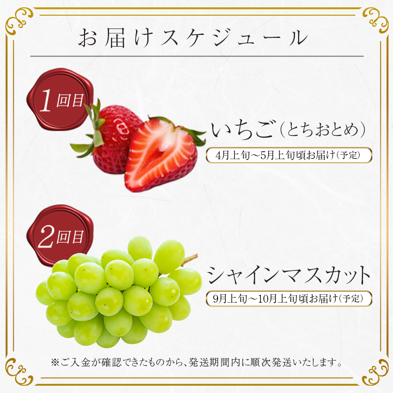 ＜2024年春から開始の定期便＞伊達なフルーツ定期便（いちご・ぶどう）果物 フルーツ 苺 イチゴ 葡萄 ブドウ 福島県 伊達市  果物 くだもの 果実 セット 詰め合わせ 詰合せ 食品 F20C-51