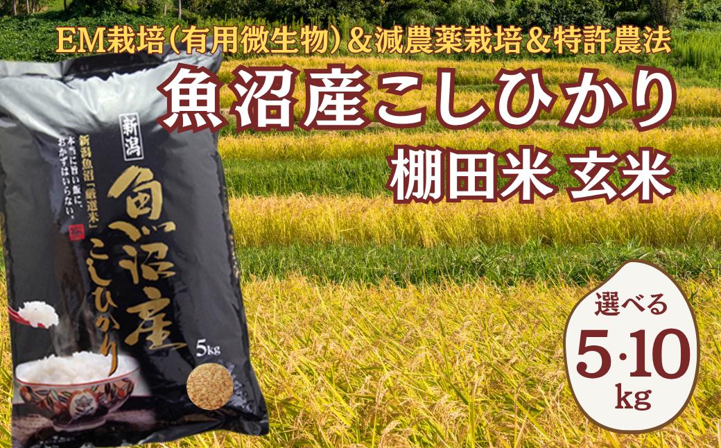 
                  【コシヒカリ 玄米 令和7年産】農家直送の棚田米 魚沼産コシヒカリ 玄米 選べる数量5kg/10kg 佐藤農場 | 新潟県産コシヒカリ 新潟県産こしひかり 魚沼コシヒカリ お米 米 こしひかり 白米 精米 ブランド米 特A評価 玄米 魚沼産 ブランド米 人気 おすすめ 産地直送 【0018-SN00SV02-01】
                