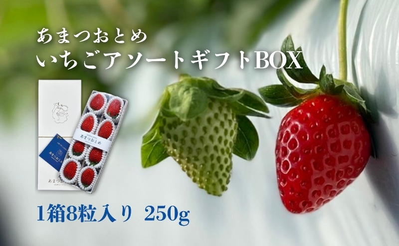 
            あまつおとめ いちご アソート ギフト BOX 1箱 8粒入り 250g [ 五感で楽しむ至福のいちご よつぼし かおり野 スターナイト うた乃 ほしうらら 果物 フルーツ 苺 イチゴ ブランド 食べ比べ セット 詰め合わせ お楽しみ 人気 ]
          