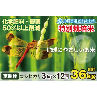 ふるさと納税 大野市 【令和8年産新米】【12ヶ月定期便】こしひかり 3kg×12回 計36kg【白米】特別栽培米