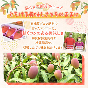【数量限定】鹿児島 与論島アップルマンゴー特A秀品３個約１kg 化粧箱入り【先行予約】| マンゴー