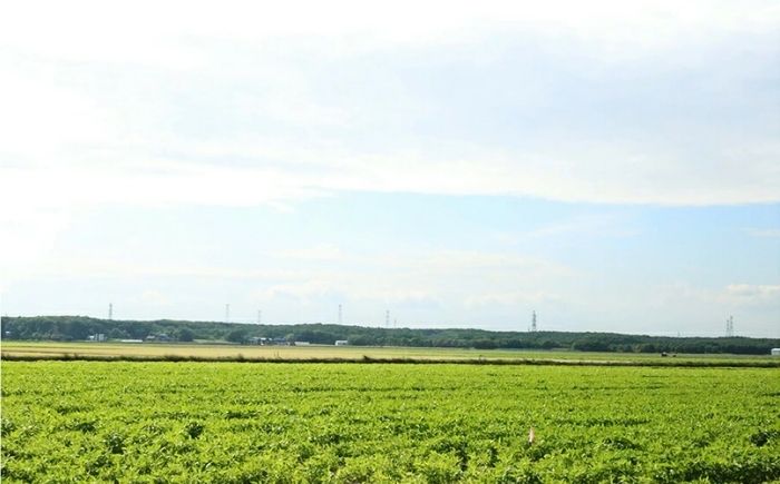 【数量限定！8月末発送予定】北海道産 とうもろこし『おおもの』《厚真町》【(株)厚真ファーム】トウモロコシ トウキビ コーン 北海道 高糖度 大粒 甘い  [AXAE001] 15000 15000円