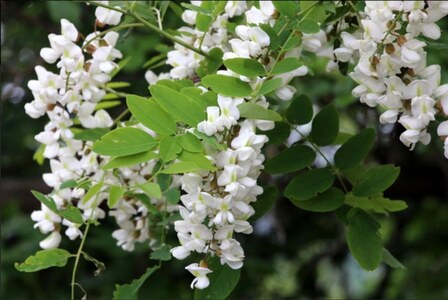 B.Bee.Honey　国産ハチミツ100%（アカシア）100g