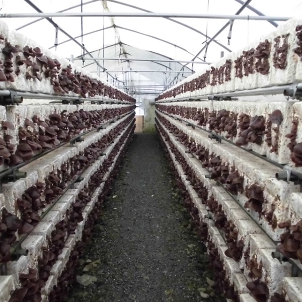 グリーンファーム小野寺の乾燥キクラゲ　80g×2袋