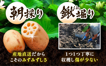 ＼毎年10月より順次発送／＼朝採れ／ 洗いれんこん 2kg レンコン 蓮根 産地直送 野菜 愛西市 / 山三レンコン 【配達不可：離島】[AEBK005]