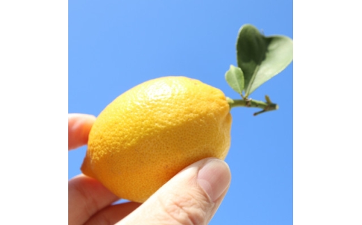 露地レモン　約2kg(10～20玉)【1680208】