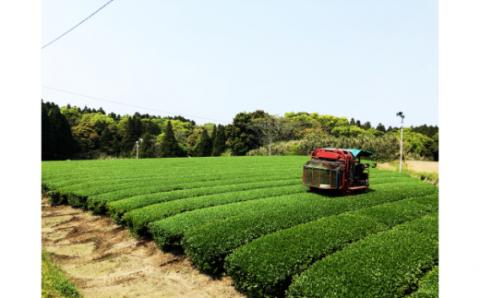 №3011-1 問屋も認めた極上深蒸し茶セット