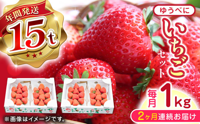 
            【先行予約】【2025年12月より順次発送】【全2回定期便】ゆうべに いちご セット 250g×4P 農園直送 産地直送 熊本県産 山都町産 いちご イチゴ 苺 ストロベリー フルーツ 果物 【なかはた農園】[YBI050] 
          