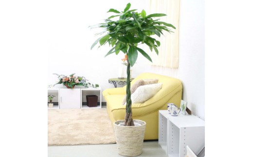 【観葉植物】パキラ 8号 ホワイトバスケット鉢カバー 土の表面:ウッドチップ【観葉植物 インテリア 部屋 おしゃれ 福岡県 筑前町 送料無料 AG017】