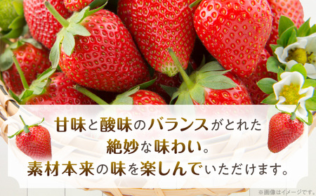 《2025年発送先行予約》宮崎県産イチゴ 250g×4パック 果物 苺 フルーツ