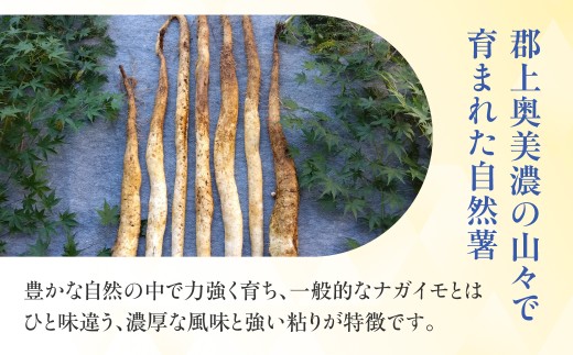 年末配送【12月21日～12月31日お届け】【2026年産】粘りが自慢の自然薯＼10月中旬～3月末発送受付／郡上奥美濃　自然薯 食品  野菜  その他野菜  山芋 自然薯 とろろ とろろご飯 岐阜県 