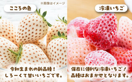 【4回定期便】岸川農園の自慢の赤白いちご（淡雪・さがほのか・こころの色・冷凍いちご） 【岸川農園】[IAP046]