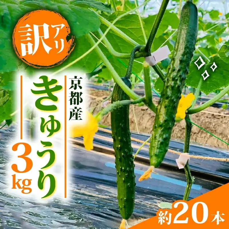 【訳アリ】きゅうり 3kg 訳あり 京都府 野菜 サラダ おつまみ 夏 漬物 ボリューム ファミリー 料理 キュウリ 20本 5000円