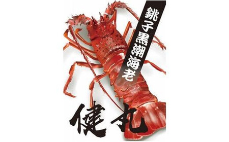 【先行予約】2025年8月以降発送 活き〆冷凍銚子黒潮海老（伊勢海老） 1kg（3〜4尾） 銚子産 伊勢海老 伊勢海老 伊勢海老 伊勢海老 伊勢海老 千葉県 銚子市 健丸               