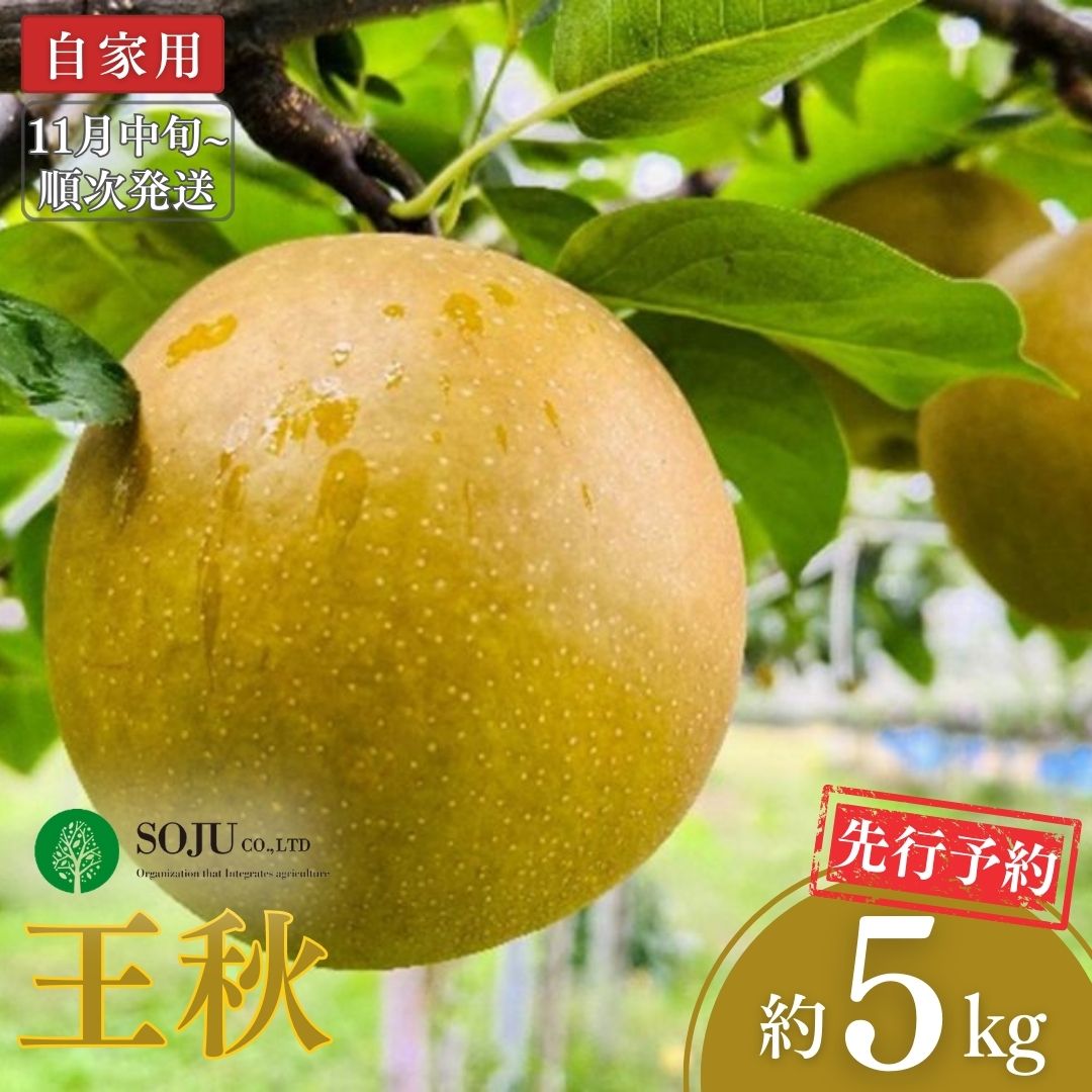 【ふるさと納税】先行予約 和梨 王秋 自家用 約5kg [11月中旬から発送予定] 令和7年度 新潟県 三条市産 [三条果樹専門家集団] 【010S261】