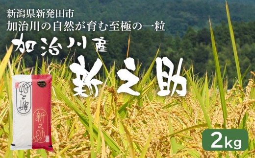 【加治川産新之助】 令和7年産  新潟県産 新之助 2kg   新潟県 新発田市 加治川産  新発田産 新潟 ふるさと納税 精米 米 お米  新之助 白米 米 お米 こめ コメ ライス ご飯 ごはん 美味しい 贈り物 国産 新潟県 新発田市 お取り寄せ 令和7年産米 産地直送 GAP認証 JGAP アグリ加治川 agk004