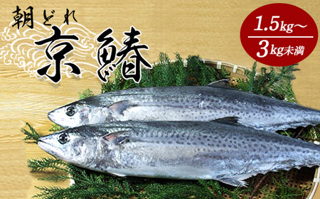 【12月から3月のみ発送】 漁連直送！！ 京鰆 1.5kg以上 鮮魚 1尾 朝獲れ 直送 天然 新鮮 鮮度抜群 冷蔵 ナマモノ 寒さわら 京都 舞鶴